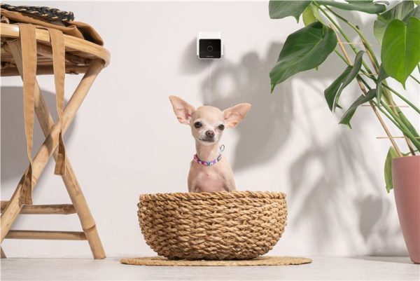 PetCube Cam (CC10US) - Image 7