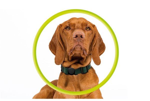 Mobile Origin AirTag Pet Collar black