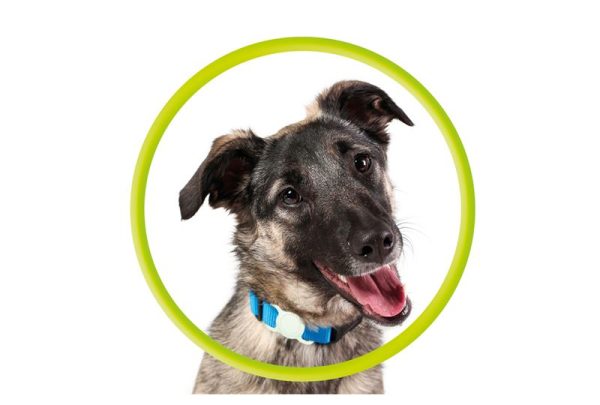 Mobile Origin AirTag Pet Collar luminous green